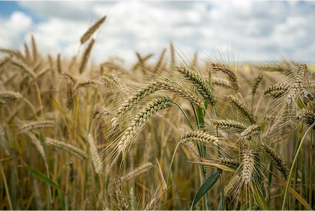 wheat